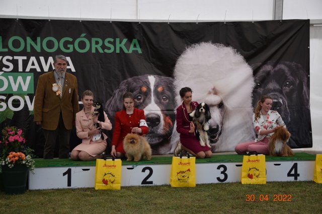 pieski2 72